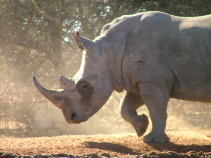 Trophy white rhino