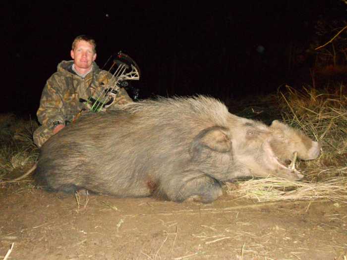 Tropy Giant Bushpig