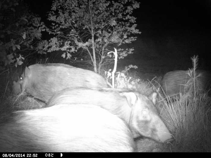 Bushpigs on bait