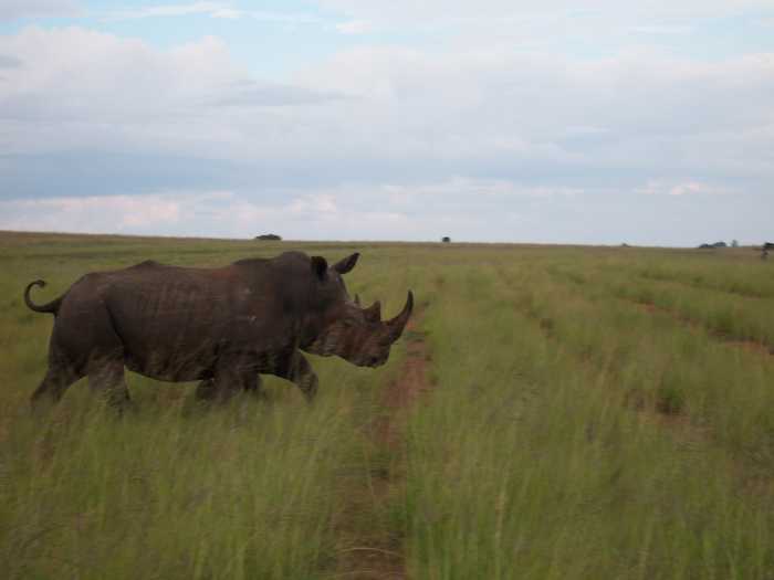 White Rhino Bull