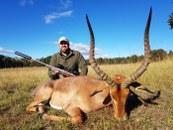Giant Eastern Cape Impala