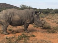 Live Rhino Picture