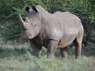 Rhino Picture 3