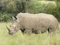 Rhino Picture