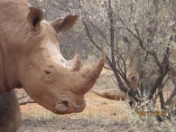 Representative Rhino Picture