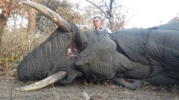 Trophy Elephant in Mozambique