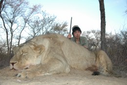 Trophy African Lioness