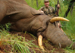 Trophy Elephant