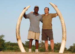 Massive Zimbabwe elephant ivory