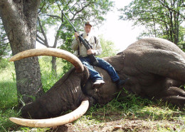 Gonorezhou Trophy Elephant