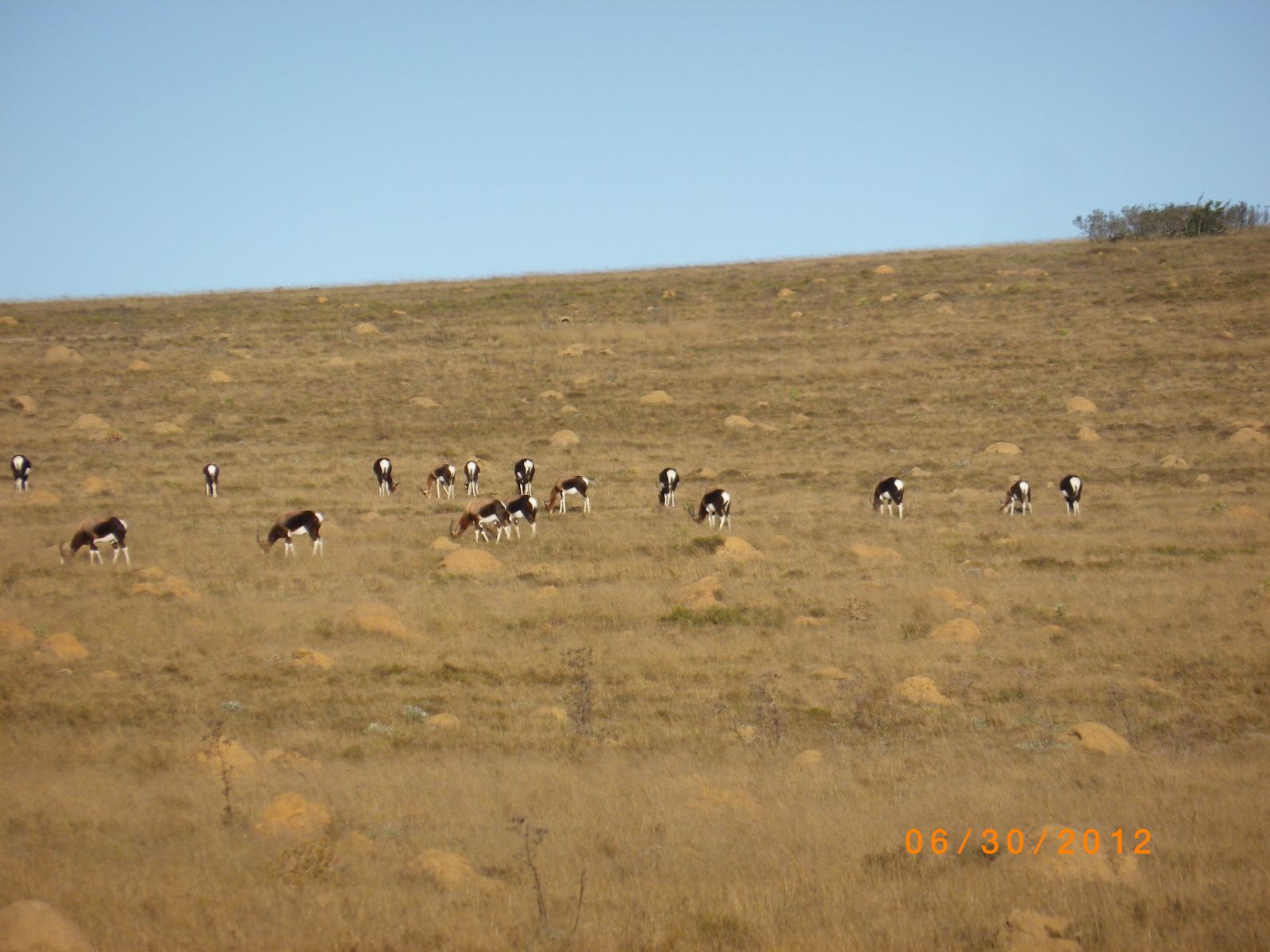 Plains game grazing in the Eastern Cape