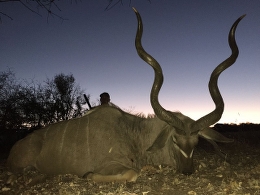 Trophy Limpopo Kudu