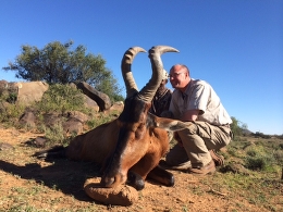 Trophy Red Hartebeest