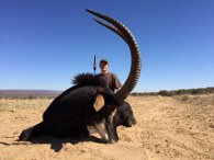 Trophy Bull Sable