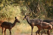 Black Impalas
