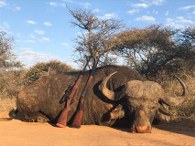 Trophy Cape Buffalo Photo