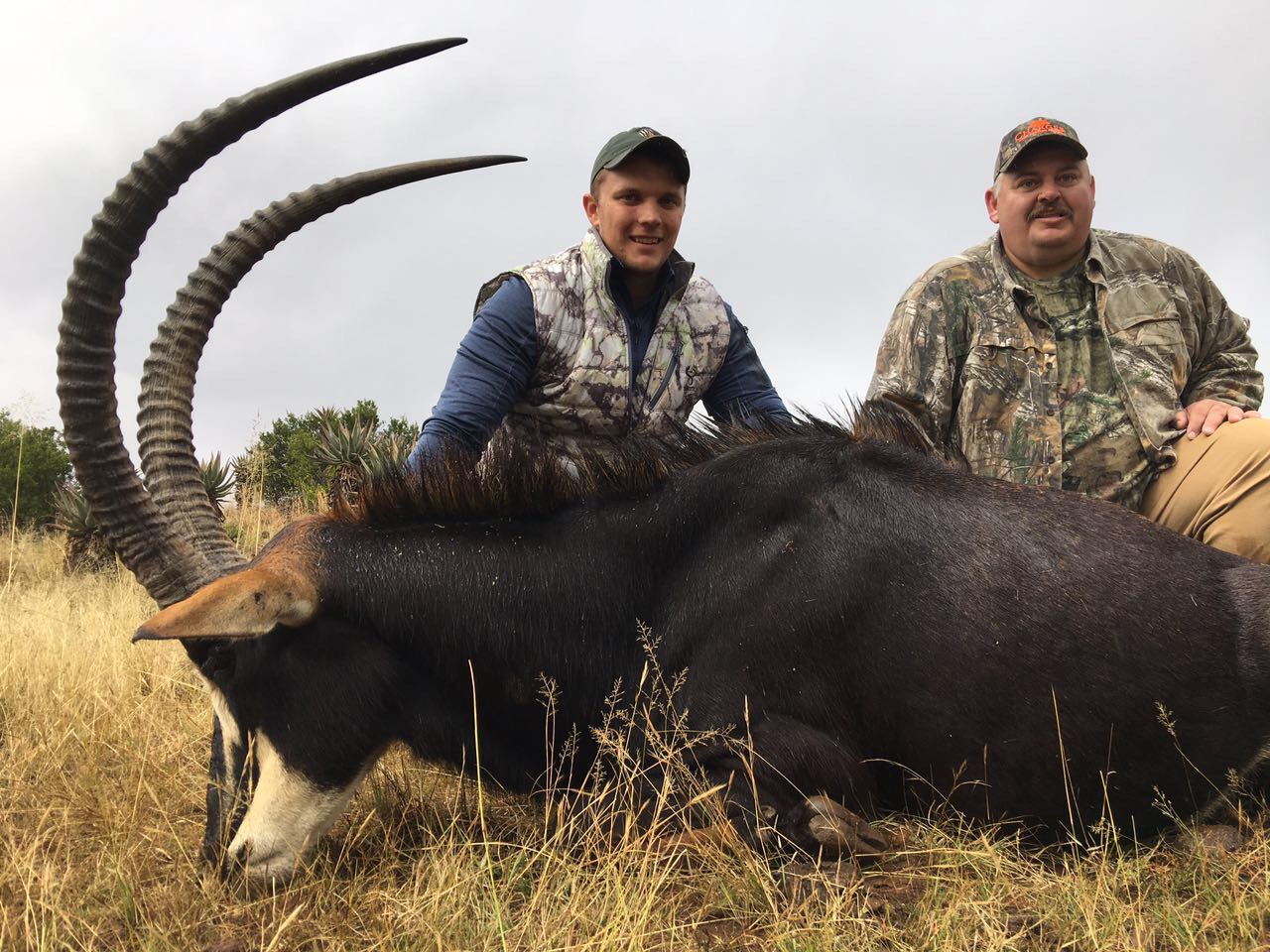 Trophy Sable