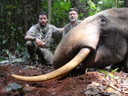 Trophy Forest Elephant in Cameroon
