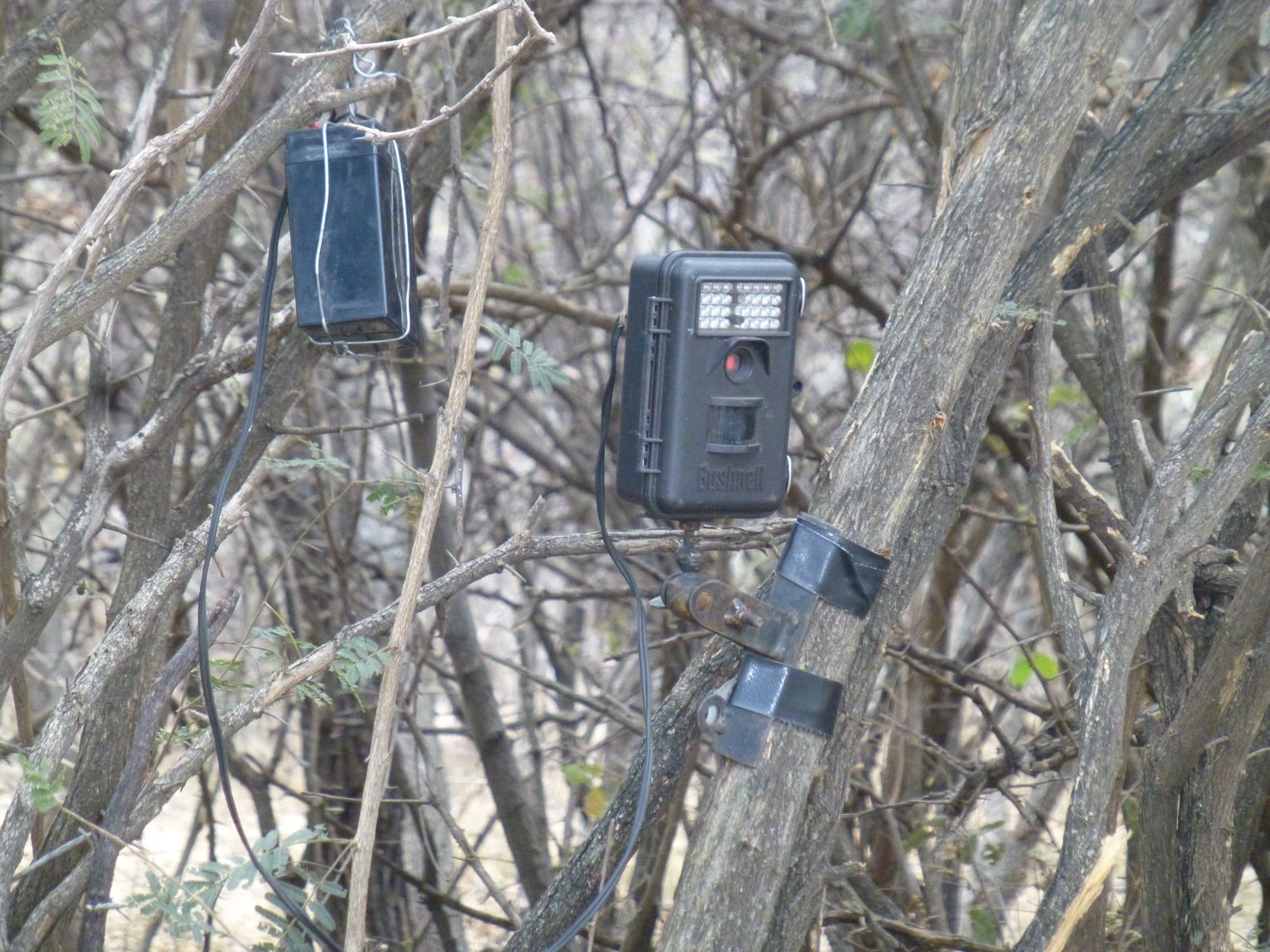 Trail Cameras mon bait pile