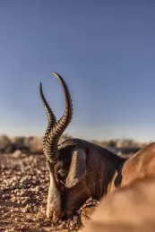 Trophy Springbok in Southern Namibia