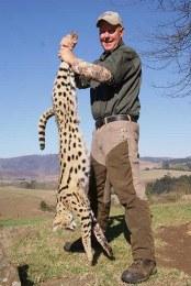 Trophy Serval from Kwazulu-Natal
