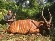 Big bongo in Cameroon