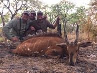 Harnessed Bushbuck in Cameroon