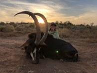 TRophy Sable at Sunset