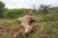 Big South African Giraffe Trophy