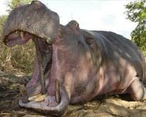 Discounted Hippo Trophy