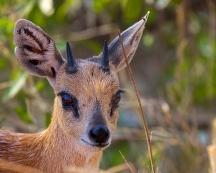 Head close-up of Sharpe's Grysbok