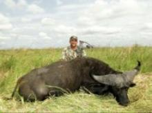 Nice trophy Cape buffalo with a bow in Mozambique