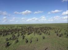 Big herd of cape buffalo on the flood plain in Mozambique
