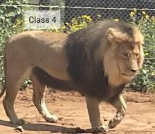 Class 4 Representative Lion