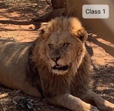 Class 1 Representative Lion #2