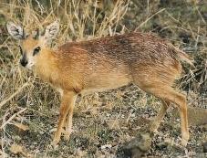 Sharpe's Grysbok