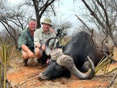 Archery Cape Buffalo Bull Trophy