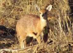 Sharpe's grysbok Alerted
