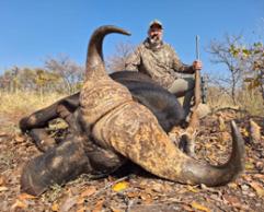 Trophy Cape Buffalo