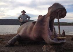 Trophy hippo