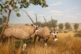 Gemsbok Feeding