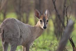 Grey Duiker