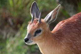 Cape Grysbok