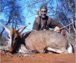 Grey Duiker called in with a predator call