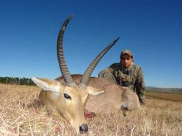 Free Range Common Reedbuck