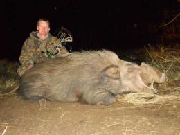 Tropy Giant Bushpig
