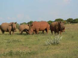 White Rhinos