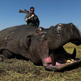 Namibia gaint trophy hippo