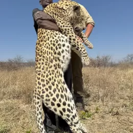 hunt leopard in africa