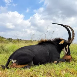 sable trophy